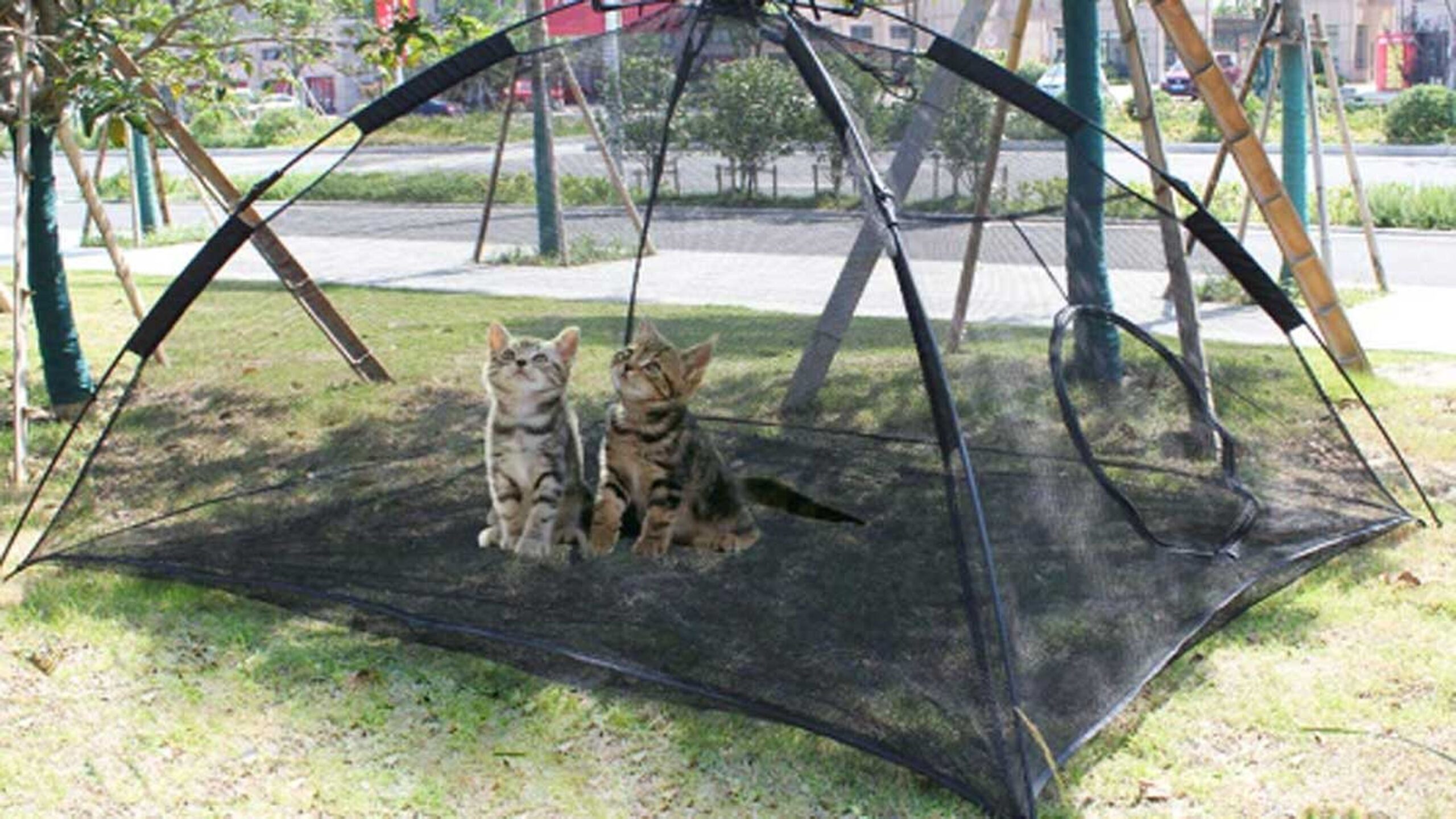 Cómo construir una jaula adecuada para gatos callejeros